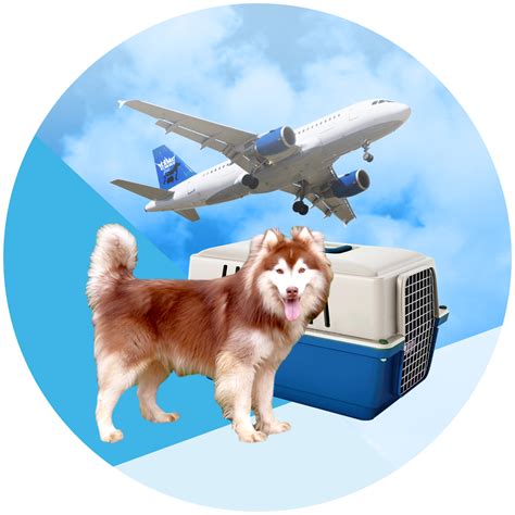 pet transportation services by air.